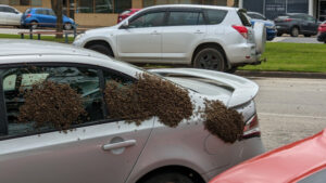 Buzz-arre sighting as bees swarm Swan Hill sedan
