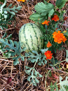 From little things, big things grow