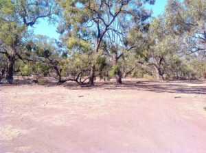 Resident defends ‘bush doof’