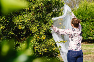 Get set to net trees