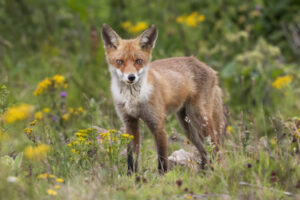 Fox bounty collections return