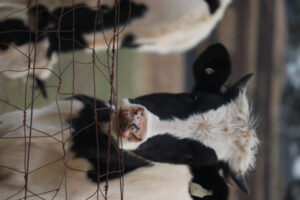 State mobilises to face FMD threat