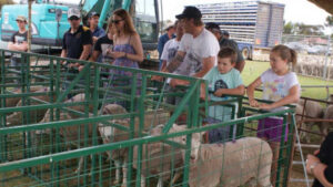 Sheep racing returns