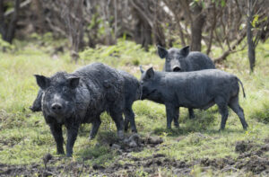 Feral pig control program recognised