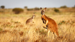 Kangaroos can be fenced off private land, say advocates