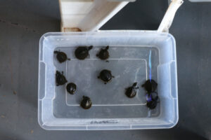 Protected turtles stolen, thief convicted