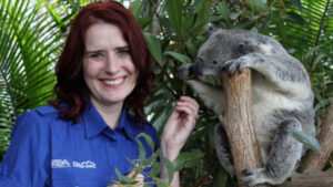 Koala count a success