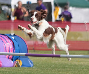 February market ‘on paws’