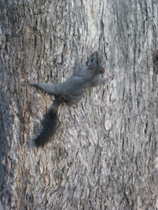 Are these rodents friend or foe?