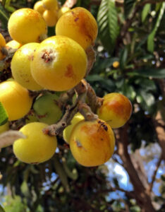 Spring clean the garden to help reduce pest Queensland fruit fly
