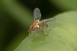 Summer fruit fly alert