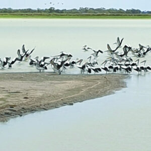 Moulamein Notes with China Gibson February 18