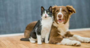 Microchip your pet for free