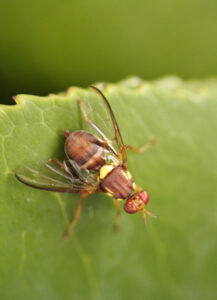 Season-long controls