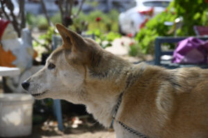At home with dingoes