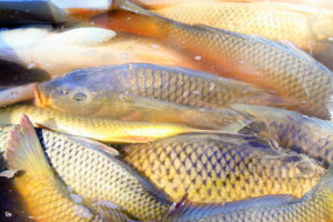 Carp management breakthrough