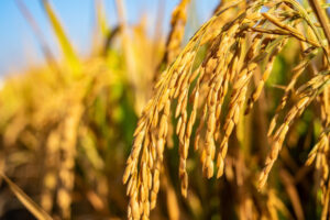 Yabbies, ducks ready to race