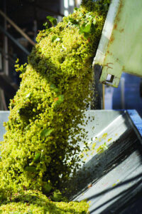 Rollercoaster ride for wine exporters