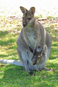 Wildlife will need care