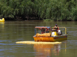 Town out for golden ducks