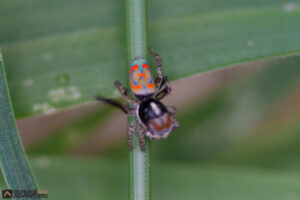 Colourful spider calls Balranald home