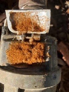 Biosecurity needs fast action