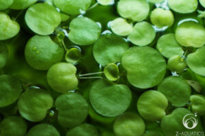 Alert on invasive weed