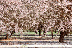 Hive of activity across orchards