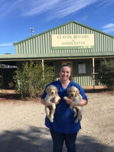 Vet urges owners to be aware of Covid-affected pets