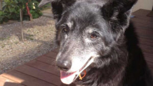 Keep your best mate snake-safe