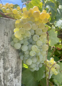 National wine vintage sharply down