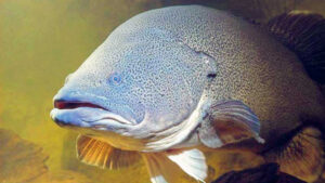 IN COD WE TRUST: calls to increase fish stocks in Murray River