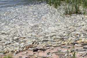 Concern for future fish deaths