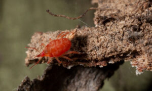 Theres pests and then theres insects