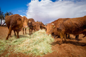 Methane pledge ‘won’t hit herd sizes’