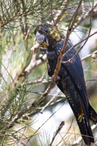 Aussie Bird Count swoops into season