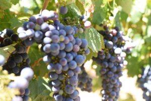 Overseas workers needed