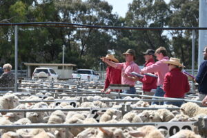 Council to test private saleyard interest