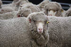 Flystrike management vital in spring