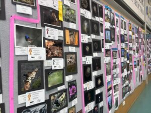 Looking through the lens