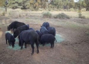 Free grain and bait to tackle pig crisis