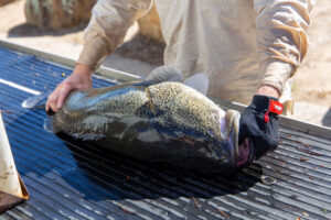 Marathon Murray cod in 900km journey