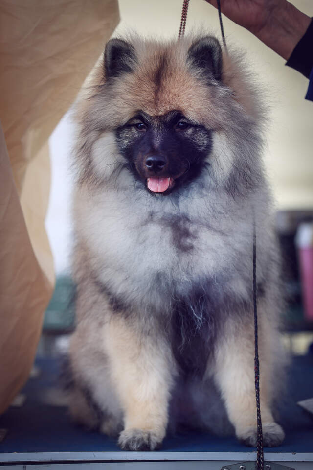 Plan supports responsible pet ownership