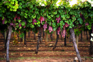 Grape group joins new trade network