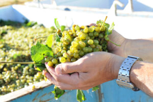Tough times for winegrape growers
