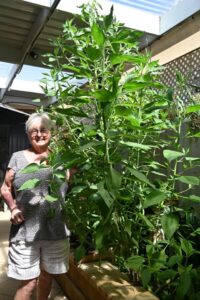 Patsy’s garden mystery