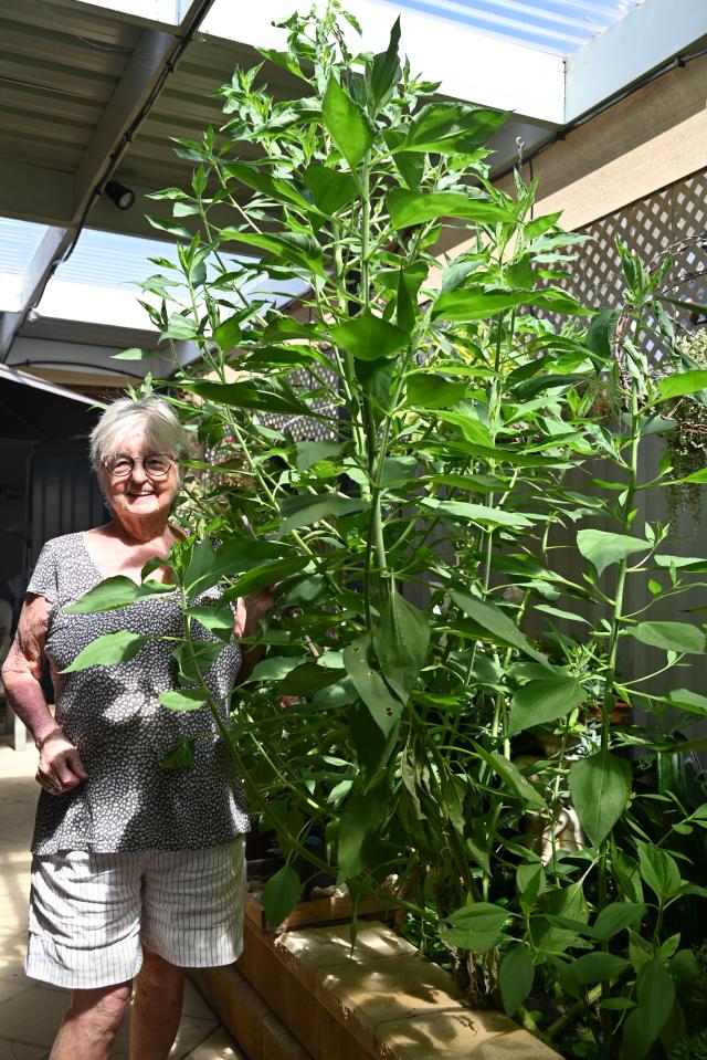 Patsy’s garden mystery