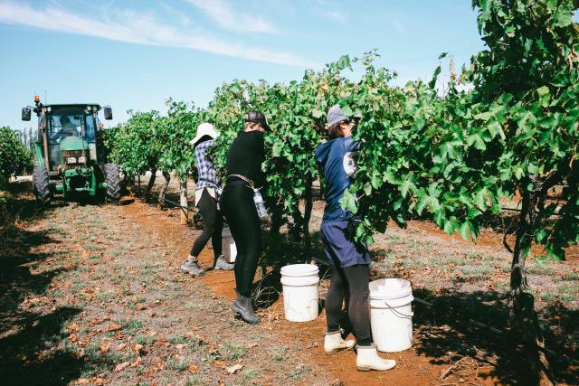 Crisis under the microscope