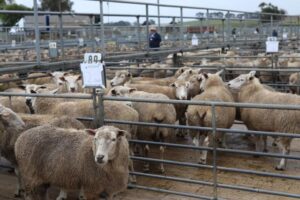 Sheep sale cancelled