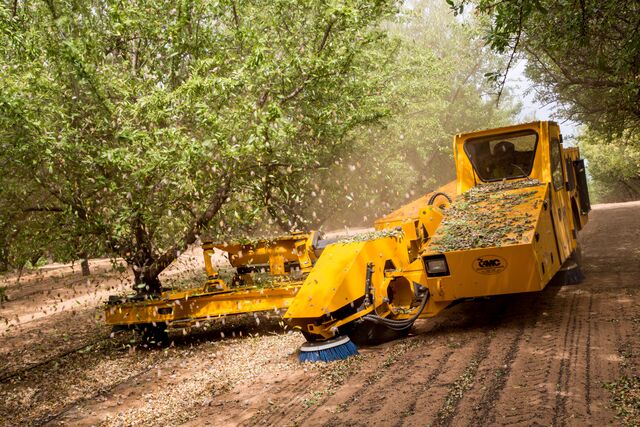 Almond harvest begins